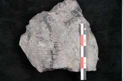 Foto (Detailansicht) von Asterocarpus meriani Brongniart (NHMW-GEO-2024-0188-10609)